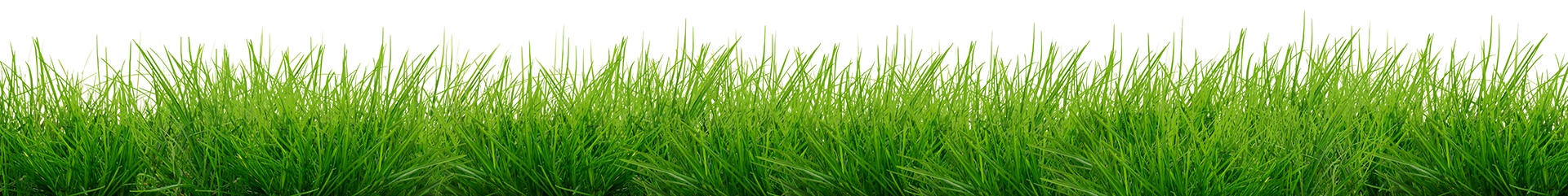 Green grass isolated - banner